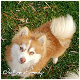 Nala - Pomsky