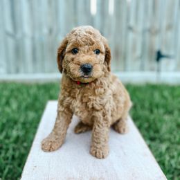 Goldendoodle Puppies from Sweet T Doodles