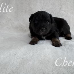 Chem - Black tri male Miniature Australian Shepherd puppy in Corpus Christi, Texas from Elite Miniature Australian Shepherds