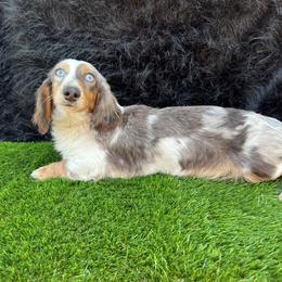 Wicked - Dachshund