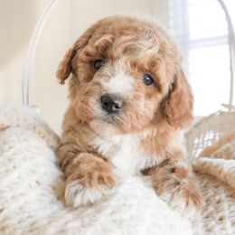 Goldendoodle Puppies from Deerly Doodles