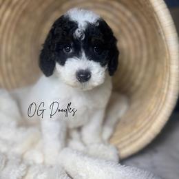 Jersey - Parti male Goldendoodle puppy in Cleveland, Georgia from The O.G. Doodles