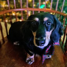 Midnight - Dachshund puppy from Treasure Dachshunds