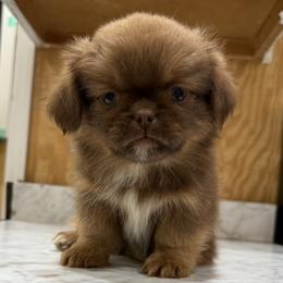 Snickers - Chocolate and tan male Shih Tzu puppy in Columbia, Kentucky from Lisa Bandy Luxe Shih Tzu