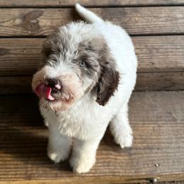 Light blue collar - Parti male Goldendoodle puppy in Sanderson, Florida from Serenity Goldendoodles