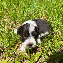 Susie - Parti female Miniature Schnauzer puppy in Clover, South Carolina from Bobo’s Babies Kennels