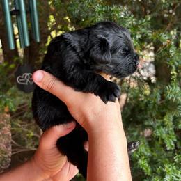 Green Collar - Black female Newfoundland puppy in New York from Johnson Farms