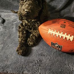 Goldendoodle Puppies from Hampton Blu Doodles