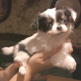 Susie - Black and white female Chihuahua puppy in Federalsburg, Maryland from Mobley Chihuahuas