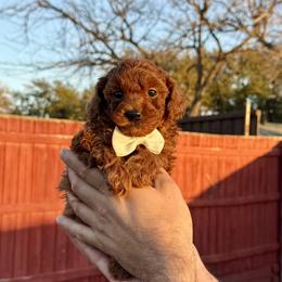 Poodle Puppies from PRETTY IN RED POODLES