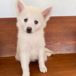 Sugar - White female Pomsky puppy in La Verne, California from Red Cedar Pomskies
