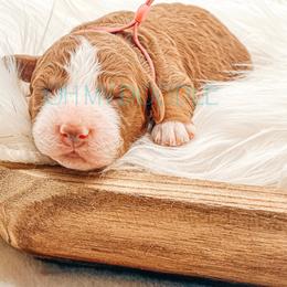Cavapoo and Goldendoodle Puppies from Oh My Mini Doodle