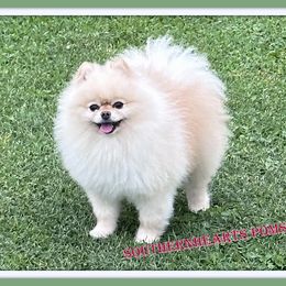 Blizzard - Pomeranian
