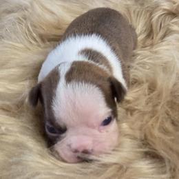 White face boy - Red male Boston Terrier puppy in St. Agatha, Maine from Spruce Valley Miniature Dachshunds & Boston Terriers