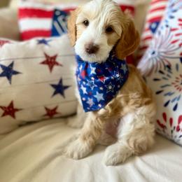 Creek - Red phantom male Aussiedoodle puppy in St George, Utah from Peachydoodlepups