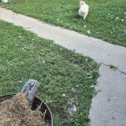 Blizzard - Pomeranian