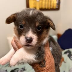 American Corgi, Cardigan Welsh Corgi, and Pembroke Welsh Corgi Puppies from Coopers Korner