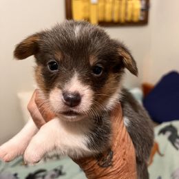 American Corgi, Cardigan Welsh Corgi, and Pembroke Welsh Corgi Puppies from Coopers Korner