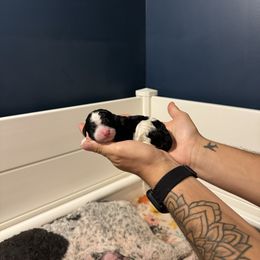 Grey boy- tuxedo Parti - Parti male Poodle puppy in Apison, Tennessee from Brush Hollow Farms