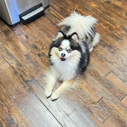 Yukon - Pomsky