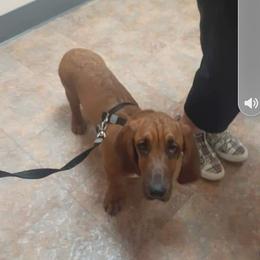Bo - Basset Hound