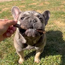 Emma - French Bulldog