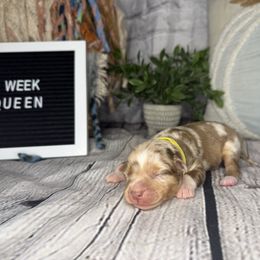 QUEEN - Red merle female Miniature Australian Shepherd puppy in Peoria, Arizona from B My Sunshines Mini Aussies
