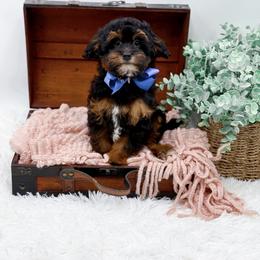 Tripp - Black and tan male Cavapoo puppy in North Carolina from NC Doodle Puppies