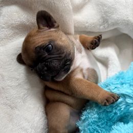 Blossom - Fawn and white female French Bulldog puppy in Madison, Wisconsin from MadCity Frenchies