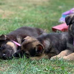 German Shepherds from Kryptonian & Kynthos German Shepherd Dogs