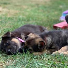 German Shepherds from Kryptonian & Kynthos German Shepherd Dogs