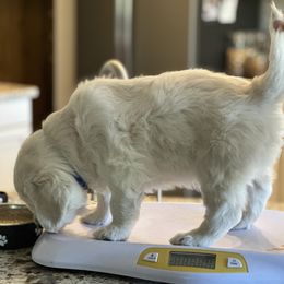 Golden Retriever Puppies from Bramble Berry Goldens