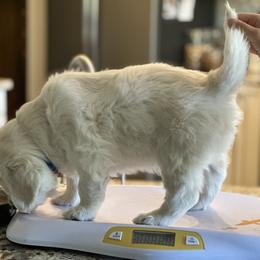 Golden Retriever Puppies from Bramble Berry Goldens