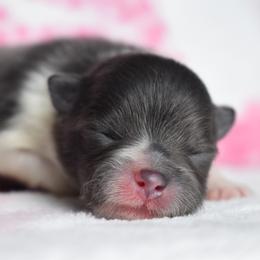 River - Blue male Pomeranian puppy in Westminster, Colorado from VanityPom’s