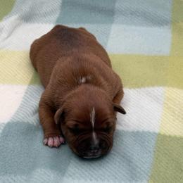 Female 1 - Red and white female Staffordshire Bull Terrier puppy in Lakeland, Florida from English Creek Staffords