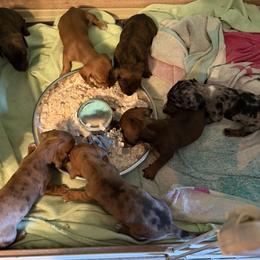 Dachshund Puppies from Witchy Woman’s Wiener’s
