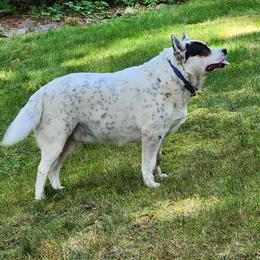 Stutz - Blue mottled male Australian Cattle Dog puppy in Ellensburg, Washington from Boondock Bandits