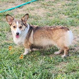 Nyx - Pembroke Welsh Corgi