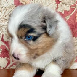 Dill - Blue merle female Australian Shepherd puppy in Martha’s Vineyard, Massachusetts from Cranberry Hill Aussies
