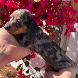 Beau - AKC - Dapple male Dachshund puppy in Englewood, Florida from Dach of Doxies
