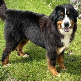 Bernese Mountain Dog puppies from Summer's Berners