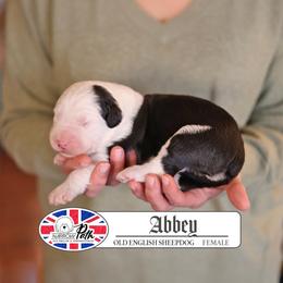 Abbey - Gray and white female Old English Sheepdog puppy in Cleveland, Tennessee from Narrow Path Old English & Sheepadoodles