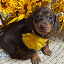 Jolene - Chocolate and tan female Dachshund puppy in Fayetteville, West Virginia from Loop Creek Dachshunds