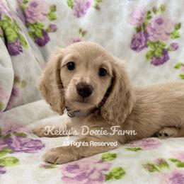 Cream Male Longhair - Cream male Dachshund puppy in Cleveland, Tennessee from Kelly's Doxie Farm