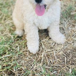 Australian Mountain Doodle, Bernedoodle, and Goldendoodle Puppies from Wynterwood Doodles