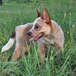 Waffle - Red speckled male Australian Cattle Dog puppy in Rhoadesville, Virginia from Rosewood Farms Australian Cattle Dogs