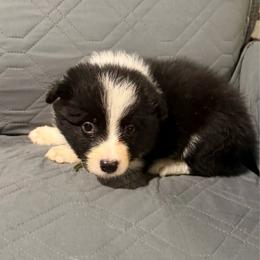Shishoto -Green - Black and white male Border Collie puppy in Crawfordsville, Indiana from Rescued Dreams Border Collies