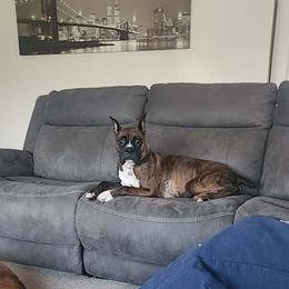 Baby - Brindle female Boxer puppy in Toledo, Ohio from Julie Wilmore Olympic Boxers