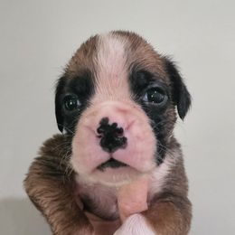 Boxer Puppies from Coast to Coast Boxers