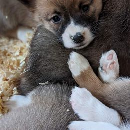 Beagle and Pembroke Welsh Corgi Puppies from Country Acres Farm